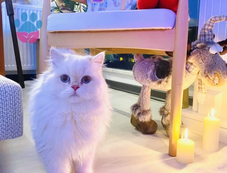 British Longhair 10 Aylık Kedim Eş Arıyor