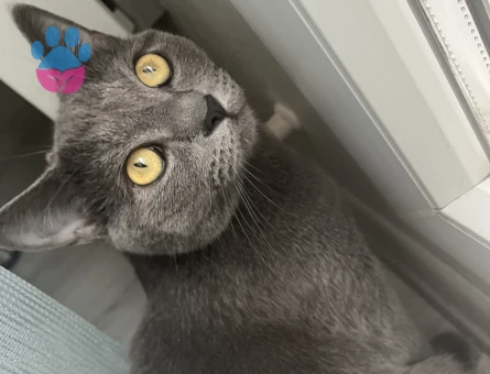 British Shorthair 1 Yaşında Eş Arıyor