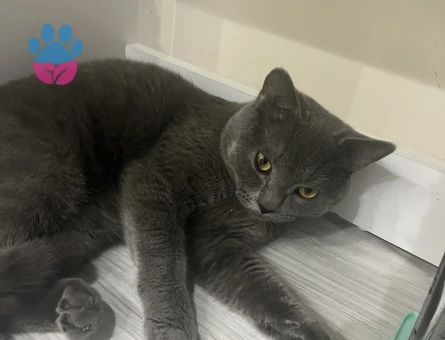 British Shorthair 1 Yaşında Eş Arıyor