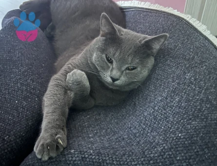 British Shorthair 1 Yaşında Eş Arıyor