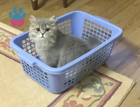 British SHorthair Kedimize es arıyoruz