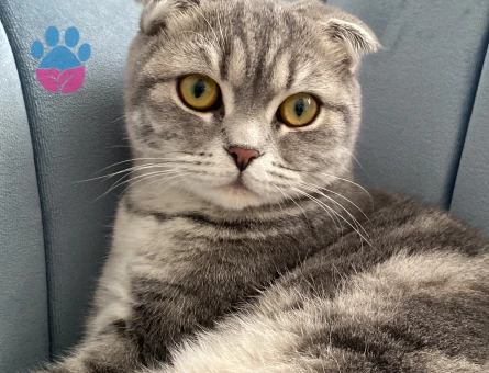 Scottish Fold Lilya Eş Arıyor