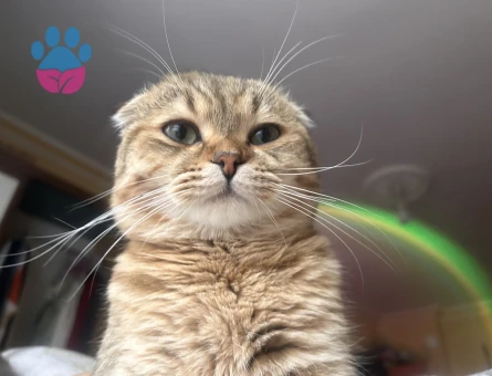 Scottish Fold Patates dişi eş arıyor