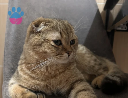 Scottish Fold Patates dişi eş arıyor