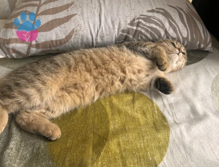 Scottish Fold Patates dişi eş arıyor