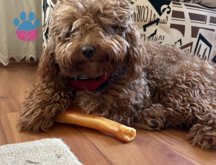 Kızımız Toffie için eş arıyoruz