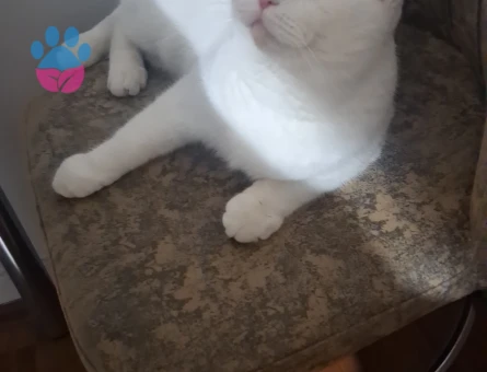 British Shorthair Kedime eş arıyorum