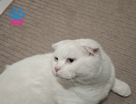 British Shorthair Kedime eş arıyorum