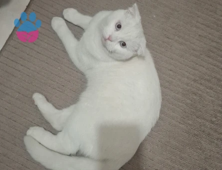 British Shorthair Kedime eş arıyorum