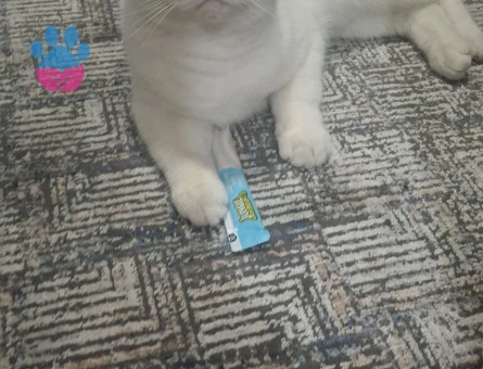 British Shorthair Kedime eş arıyorum