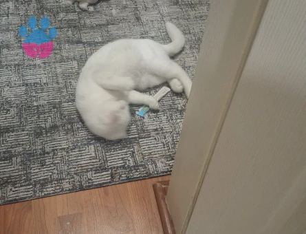 British Shorthair Kedime eş arıyorum