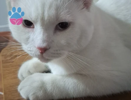 British Shorthair Kedime eş arıyorum