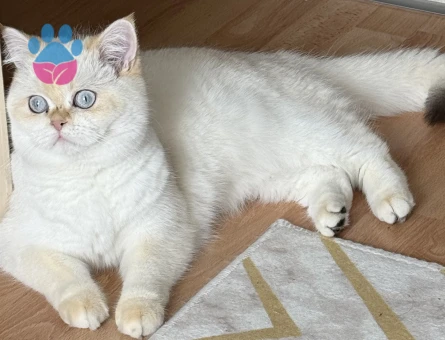 British SHorthair Kedime Erkek eş aranıyor