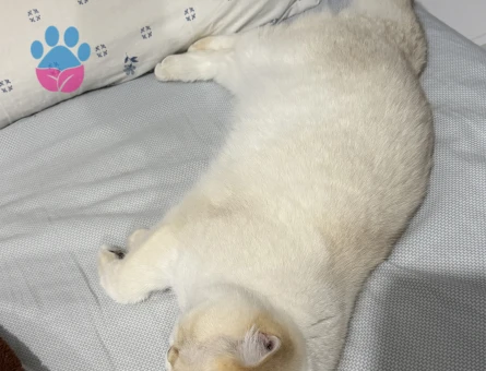 British SHorthair Kedime Erkek eş aranıyor