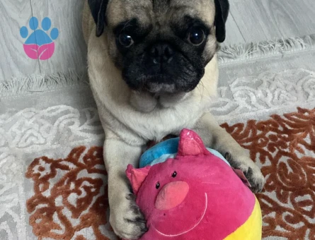 Pug köpeğime dişi arıyorum