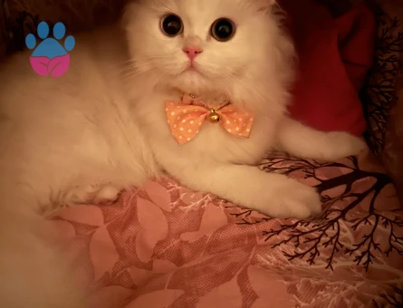 10 aylık kızıma eş arıyorum