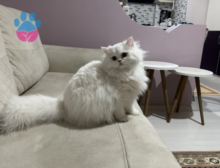 10 aylık kızıma eş arıyorum