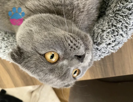 Scottish Fold Oğluma Eş Arıyorum 2 Yaşında