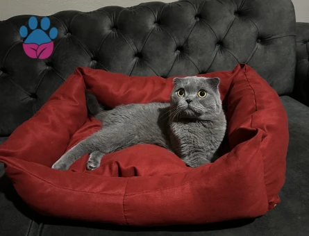 Scottish Fold Oğluma Eş Arıyorum 2 Yaşında