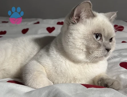 British Shorthair Kedim Eş Arıyor