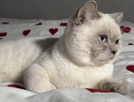 British Shorthair Kedim Eş Arıyor - 118963686