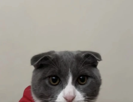 Sağlıklı Scottish Shorthair Oğluma Eş Arıyorum - 118963687