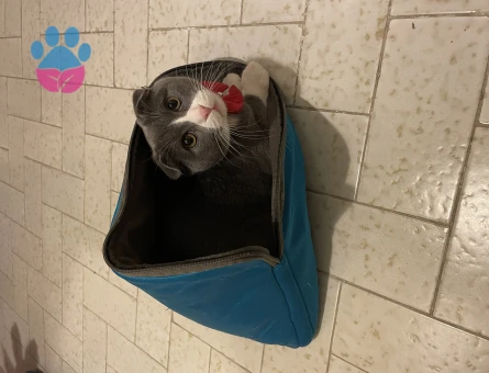 Sağlıklı Scottish Shorthair Oğluma Eş Arıyorum