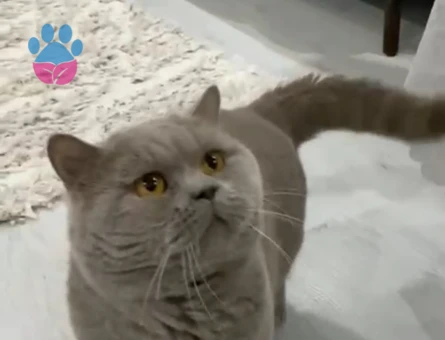 British Shorthair 1 Yaşında Kedim Eş Arıyor