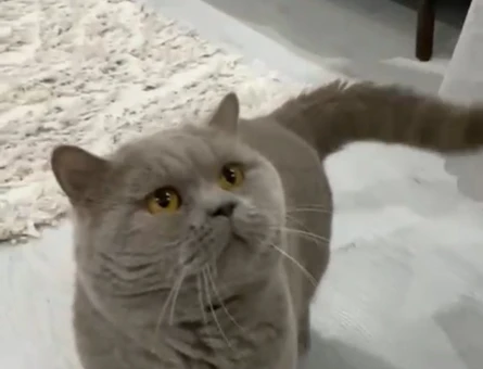 British Shorthair 1 Yaşında Kedim Eş Arıyor - 118963688