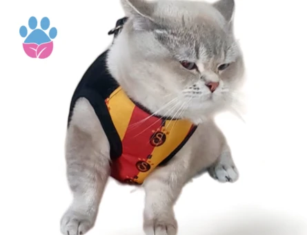 British Shorthair Zombie Eş Arıyor