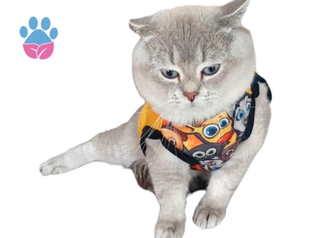 British Shorthair Zombie Eş Arıyor
