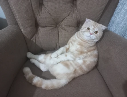 British Shorthair 1 Yaşında Kedim Eş Arıyor - 118963691