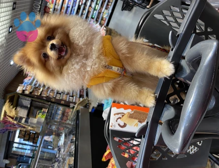 Pomeranian Boo 1 Yaşında Kızım Kızgınlıkta