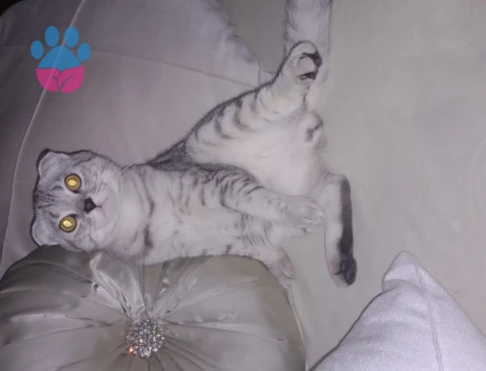 Scottish Fold Arese Eş Arıyoruz 1 Yaşında