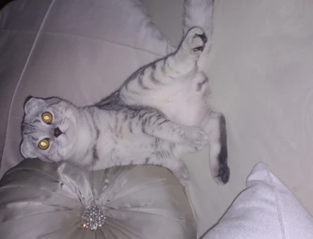 Scottish Fold Arese Eş Arıyoruz 1 Yaşında - 118963693