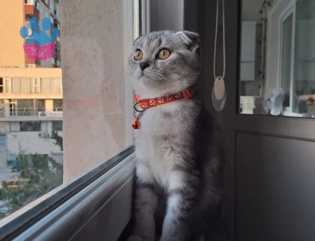 Scottish Fold Arese Eş Arıyoruz 1 Yaşında