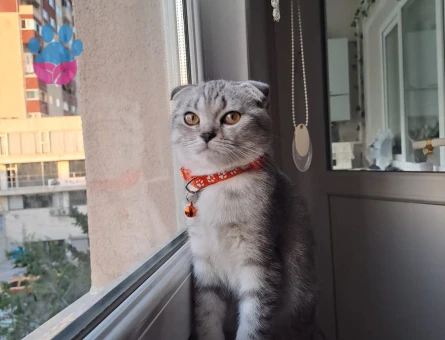 Scottish Fold Arese Eş Arıyoruz 1 Yaşında