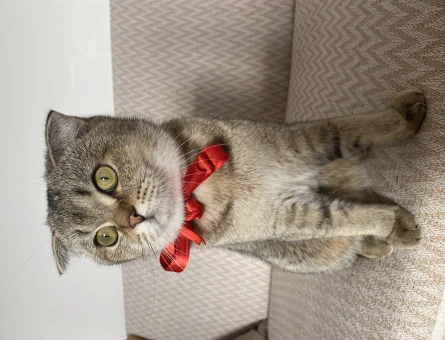 Scottish Fold 11 Aylık Kızıma Eş Arıyorum - 118963694