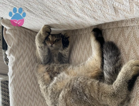 Scottish Fold 11 Aylık Kızıma Eş Arıyorum