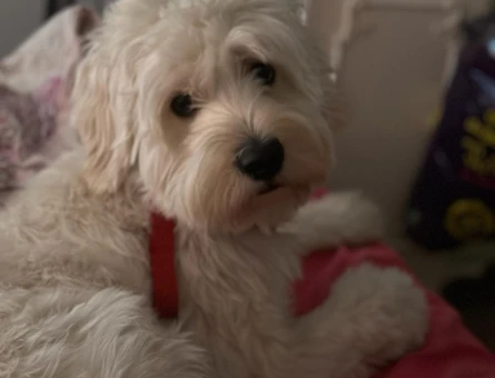 Maltipoo 1 Yaşında Köpeğim Eş Arıyor - 118963695