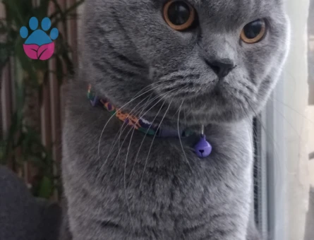 Eş arıyoruz