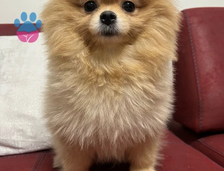 Kızıma eş arıyorum acil