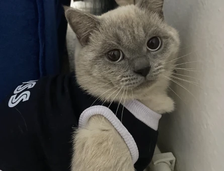 british blue point oğlum için eş arıyorum - 118975618