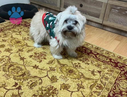 maltipo eekek eş arıyorum