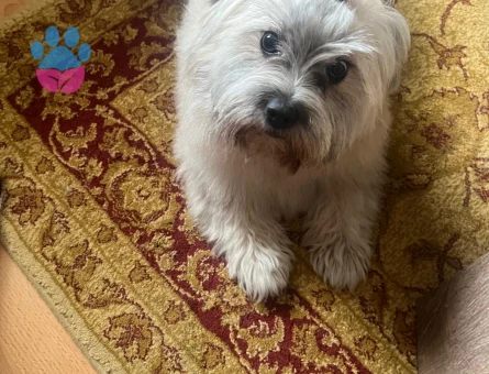 maltipo eekek eş arıyorum