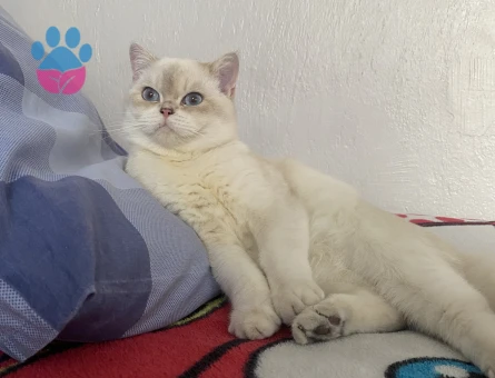 Tatlı oğluma eş arıyorum