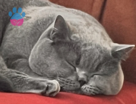 Halley⭐️ için eş arıyorum