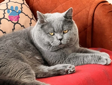 Halley⭐️ için eş arıyorum