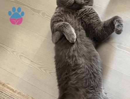 Halley⭐️ için eş arıyorum