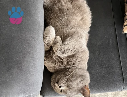 Halley⭐️ için eş arıyorum